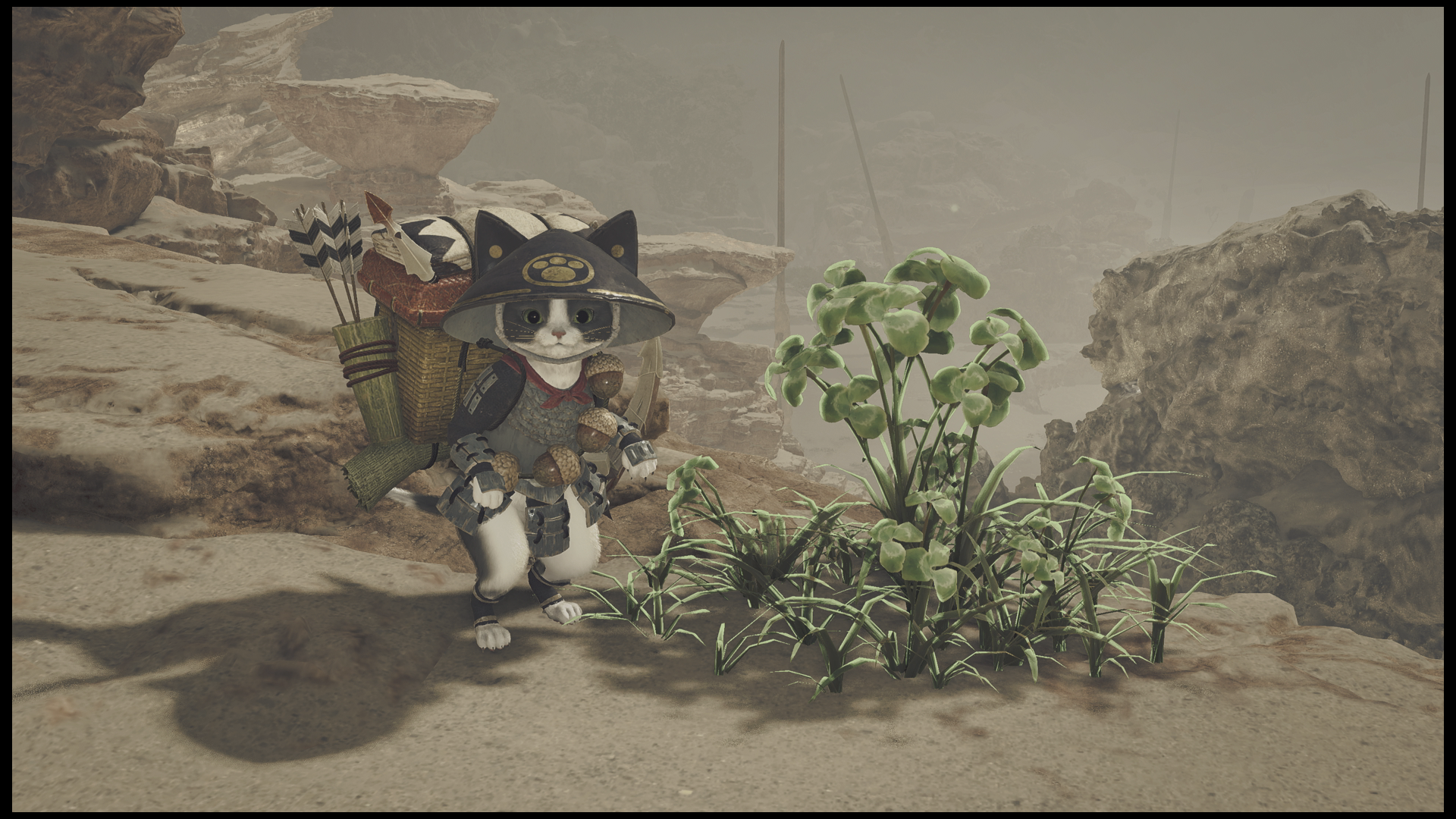 An image of a black and white Palico in Monster Hunter Wilds standing next to an herb.