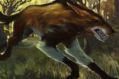 Wild Mongrel art from Magic the Gathering