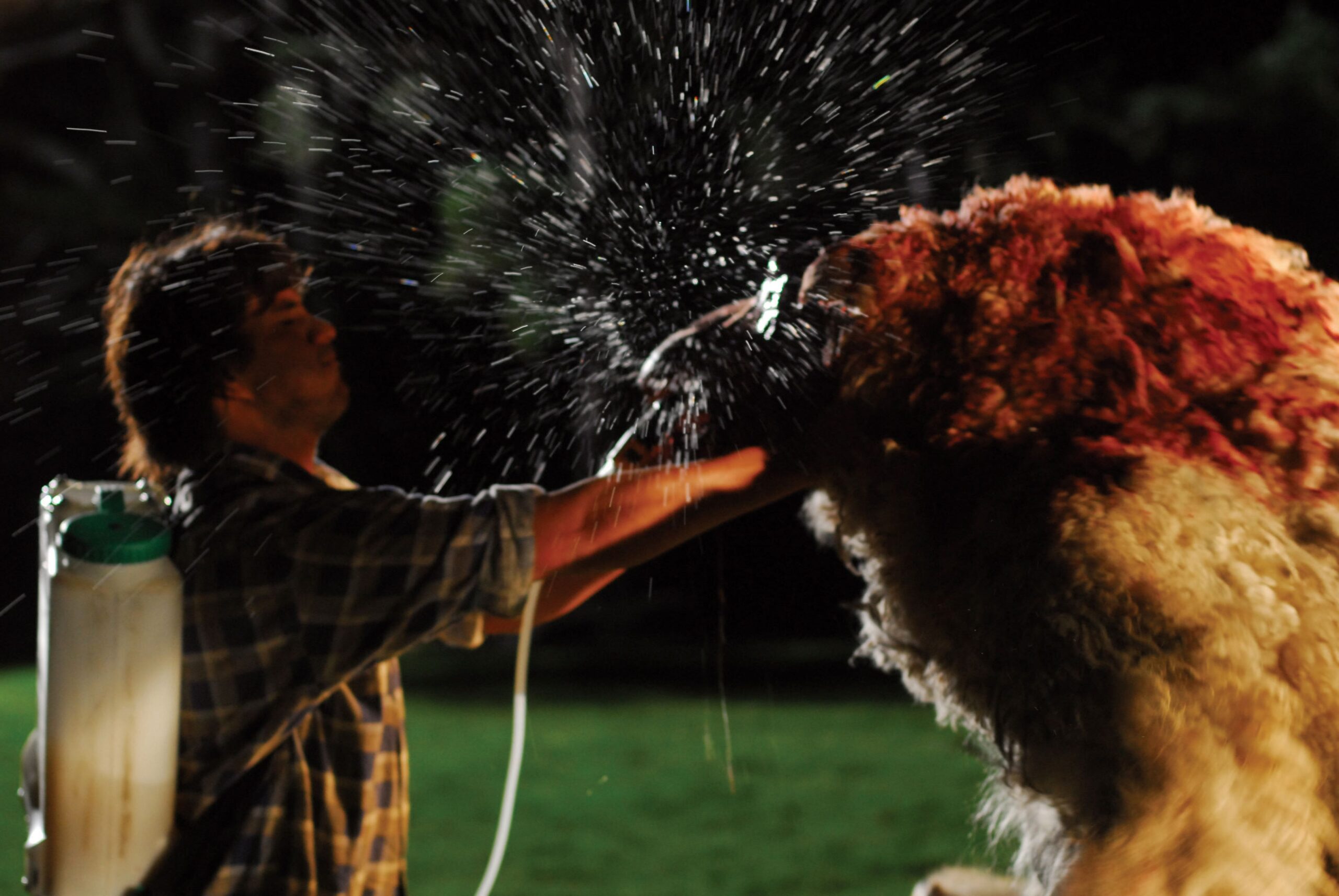 A man fights back against a murderous sheep.