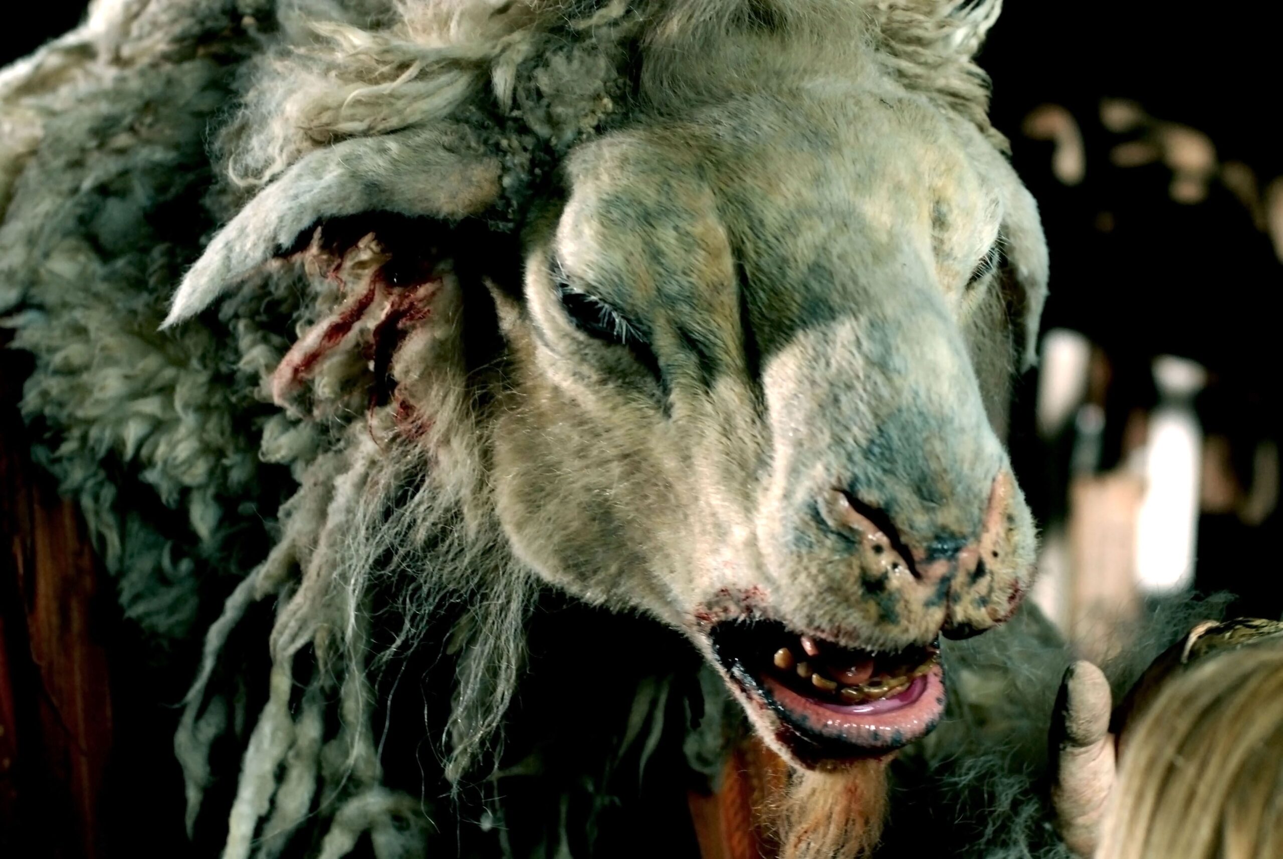 A were-sheep bears down on its unsuspecting victim.