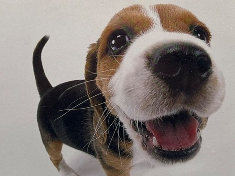The Dog Island cropped cover art shows a closeup of a cute dog's face, snout first